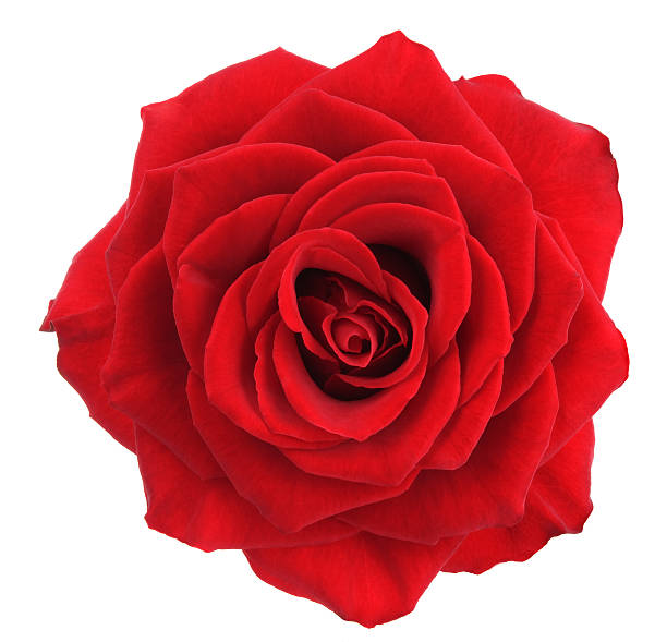 Rose by stem