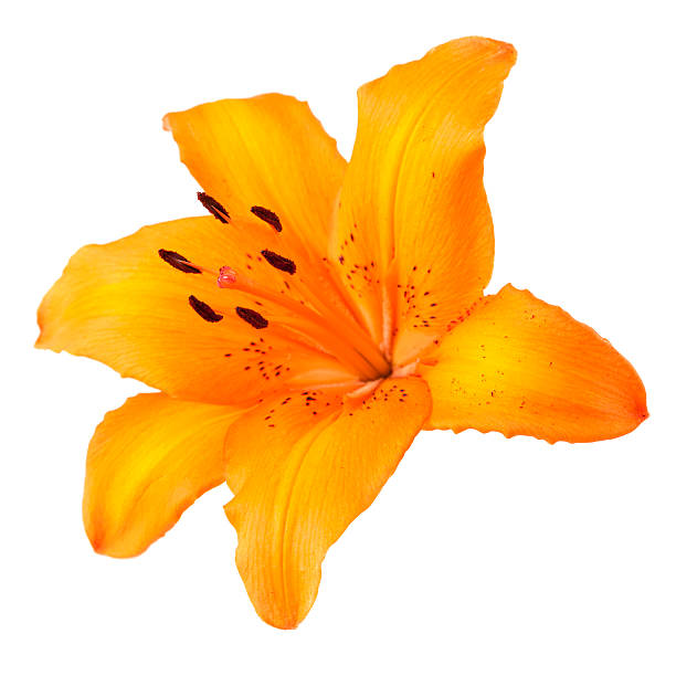 Lilies by Stem